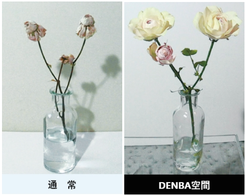 DENBAの鮮度保持技術とは